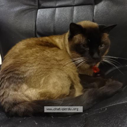 Photo 1/1 siam Chat perdu à Saint vaast la hougue