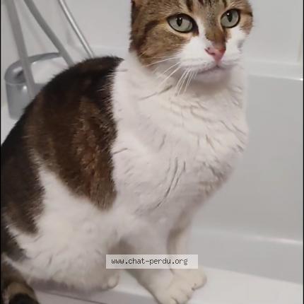 Photo 1/1 Chat retrouvé Perdu à Vienne