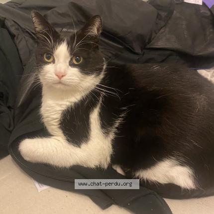 Photo 1/1 Chat retrouvé Perdu à Sevran