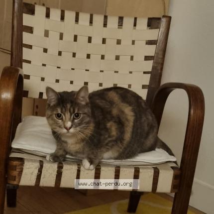 Photo 1/1 Chat retrouvé Perdu à Issy Les Moulineaux