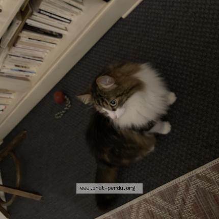 Photo de chat perdu à Malakoff