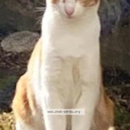 Photo 1/1 Chat retrouvé Perdu à Belleville En Beaujolais
