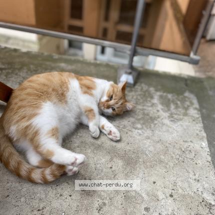 Photo 1/1 Chat retrouvé Perdu à Lyon