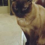 Photo de chat perdu à Marzy