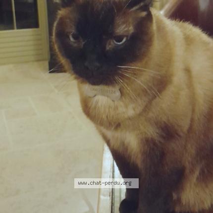 Photo 1/1 ICARE Chat perdu à Marzy