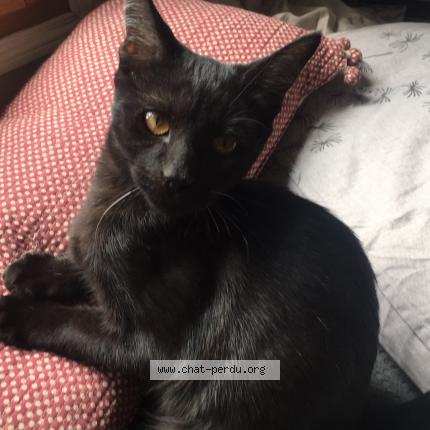 Photo 1/1 Chat retrouvé Perdu à Aubervilliers
