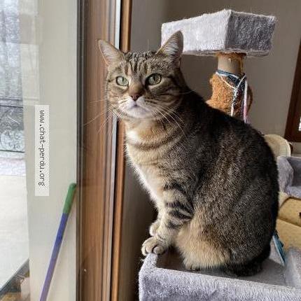 Photo 1/1 Chat retrouvé Perdu à Saint etienne de crossey