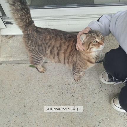 Photo 1/1 Chat retrouvé Trouvé à Clisson