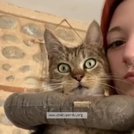 Photo de chat perdu à Corneilla La Riviere