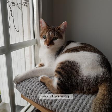 Photo 1/1 Chat retrouvé Perdu à Tours