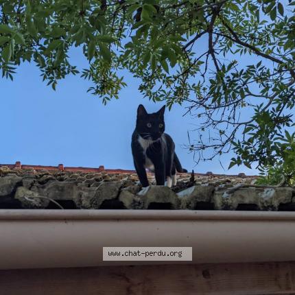 Photo 1/1 Chat retrouvé Perdu à Lyon