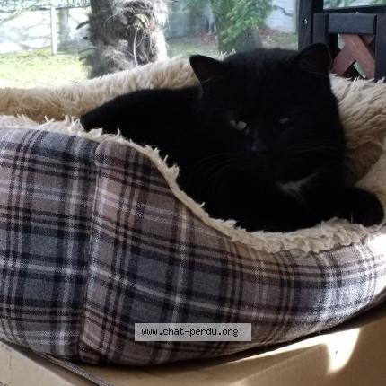 Photo de chat perdu à Gradignan
