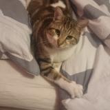 Photo de chat perdu à Beynost