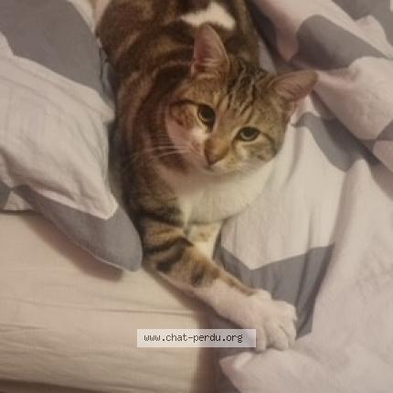 Photo 1/1 Chat retrouvé Perdu à Beynost