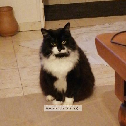 Photo 1/1 Chat retrouvé Perdu à Saint Jean Le Blanc