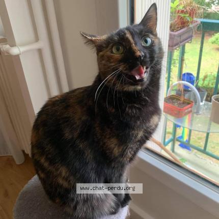 Photo 1/3 Mizie Chat perdu à Maisons laffitte