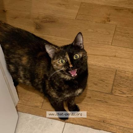 Photo 2/3 Mizie Chat perdu à Maisons laffitte