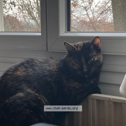 Photo 3/3 Mizie Chat perdu à Maisons laffitte