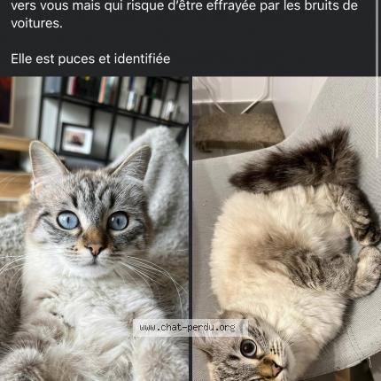 Photo 1/1 Chat retrouvé Perdu à Bruges