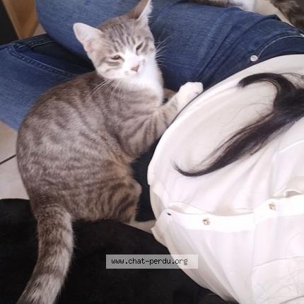 Photo 1/1 Chat retrouvé Perdu à Saint Avit Le Pauvre