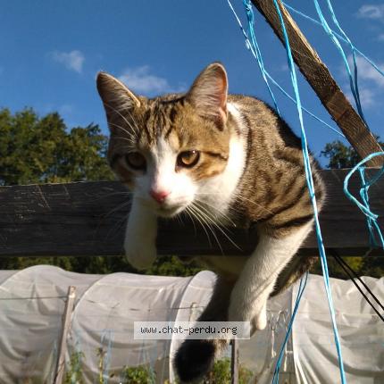 Photo de chat perdu à Estaing