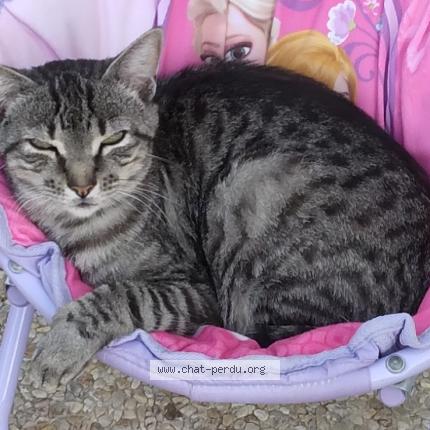 Photo de chat perdu à Orleans