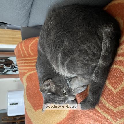 Photo de chat perdu à Champvans Les Moulins