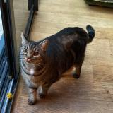 Photo de chat perdu à St Germain En Laye