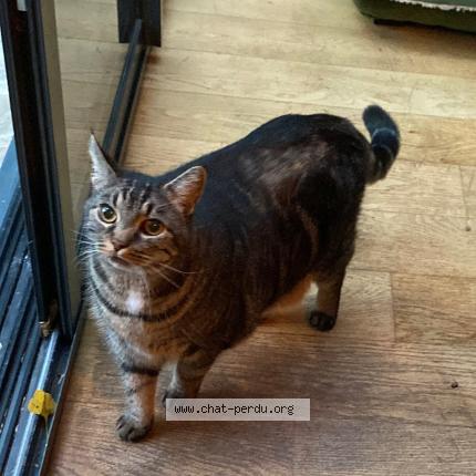 Photo 1/1 Chat retrouvé Perdu à St germain en laye
