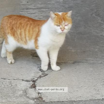 Photo de chat trouvé à St Chamond