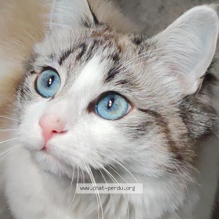 Photo de chat perdu à Lens