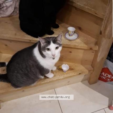 Photo de chat perdu à Esperaza