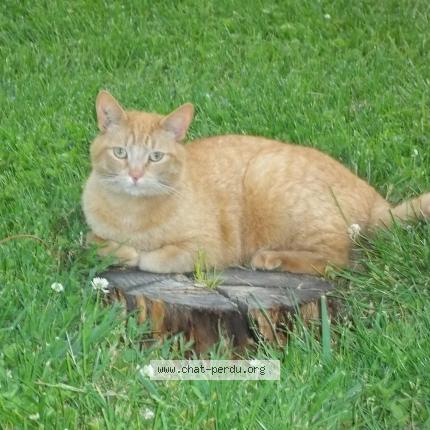 Photo 1/1 Chat retrouvé Perdu à Tecou