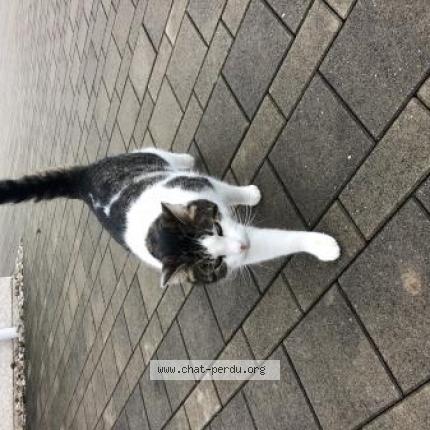 Photo de chat perdu à Les Auxons