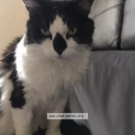Photo de chat perdu à Chartres