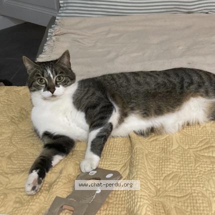Photo de chat perdu à Villeblevin
