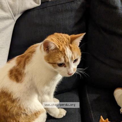 Photo de chat perdu à Montauban