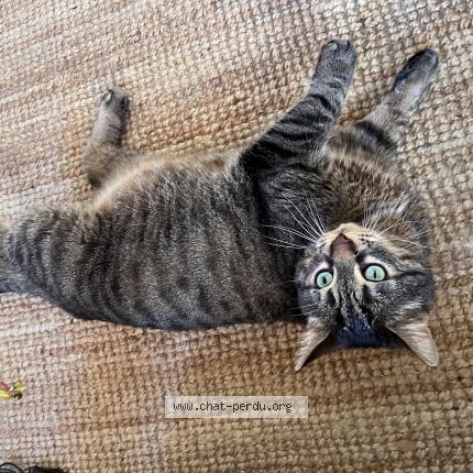 Photo 1/1 Chat retrouvé Perdu à Fontenay Sous Bois