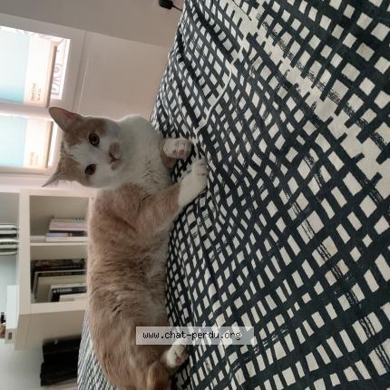 Photo 1/1 Chat retrouvé Perdu à Malakoff