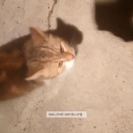 Photo de chat trouvé à Bohain En Vermandois