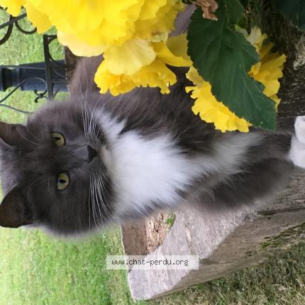 Photo de chat perdu à Les Coteaux Perigourdins