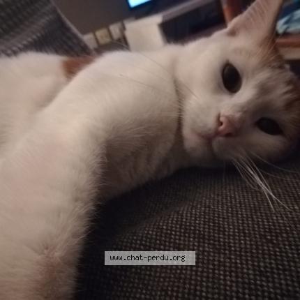 Photo de chat perdu à Dunkerque