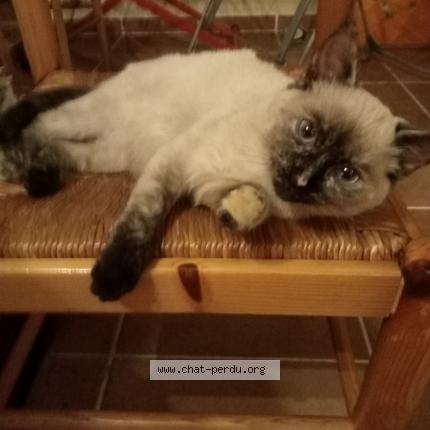 Photo 1/1 Chat retrouvé Perdu à 49750 st lambert du lattay