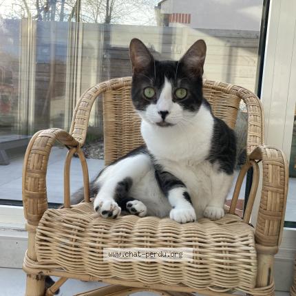 Photo de chat perdu à Bussy Saint Georges