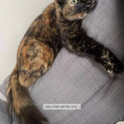 Photo 1/1 Chat retrouvé Perdu à Bois Colombes