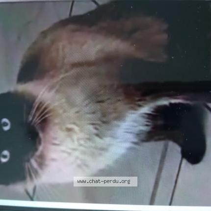 Photo de chat perdu à Valence