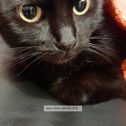 Photo 1/1 Chat retrouvé Perdu à Cherbourg
