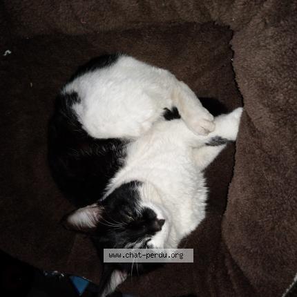Photo de chat trouvé à Aiffres