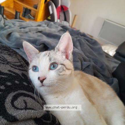 Photo 1/1 Chat retrouvé Perdu à Ruffiac