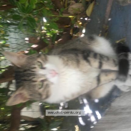 Photo 1/1 Chat retrouvé Perdu à Marseille